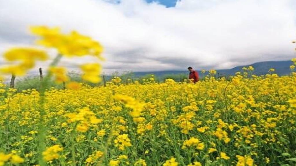 Indian Mustard Charm