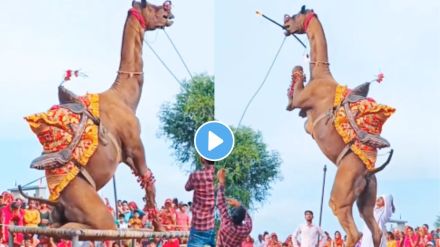 Camel Dance Video