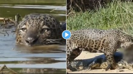 Leopard kills Crocodile video