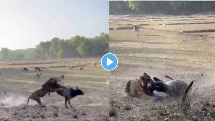 tiger claws at a bull killed