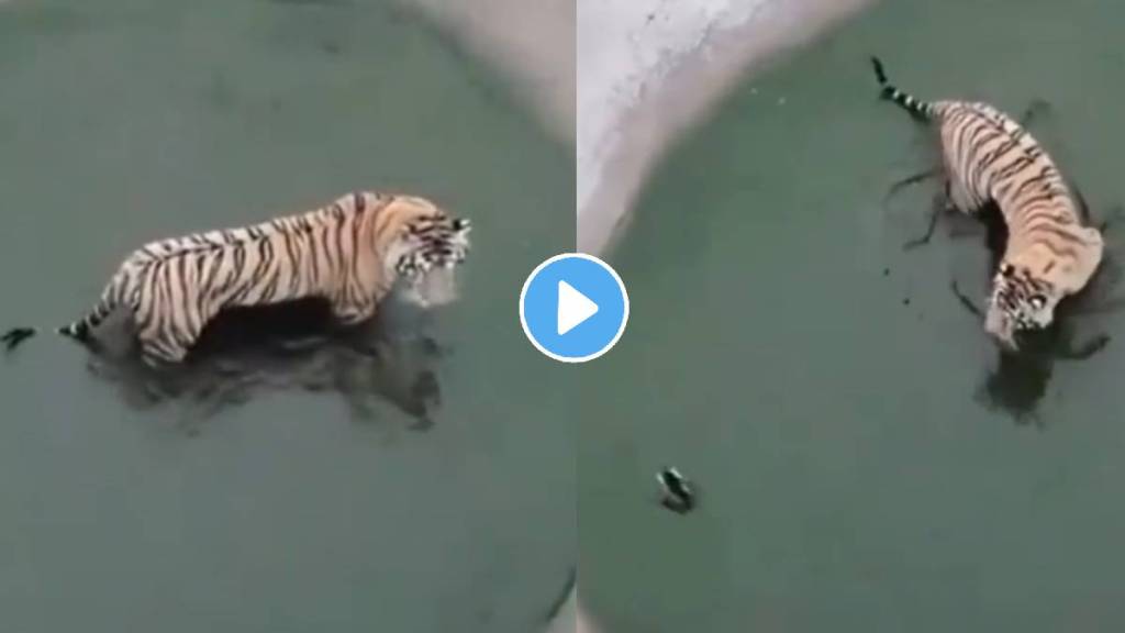 tiger failed catching duck wildlife animal video viral