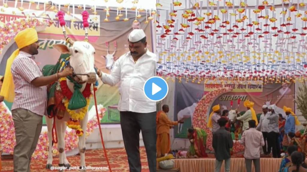 farmers celebrate cow dohale jevan program in kolhapur video viral on social media