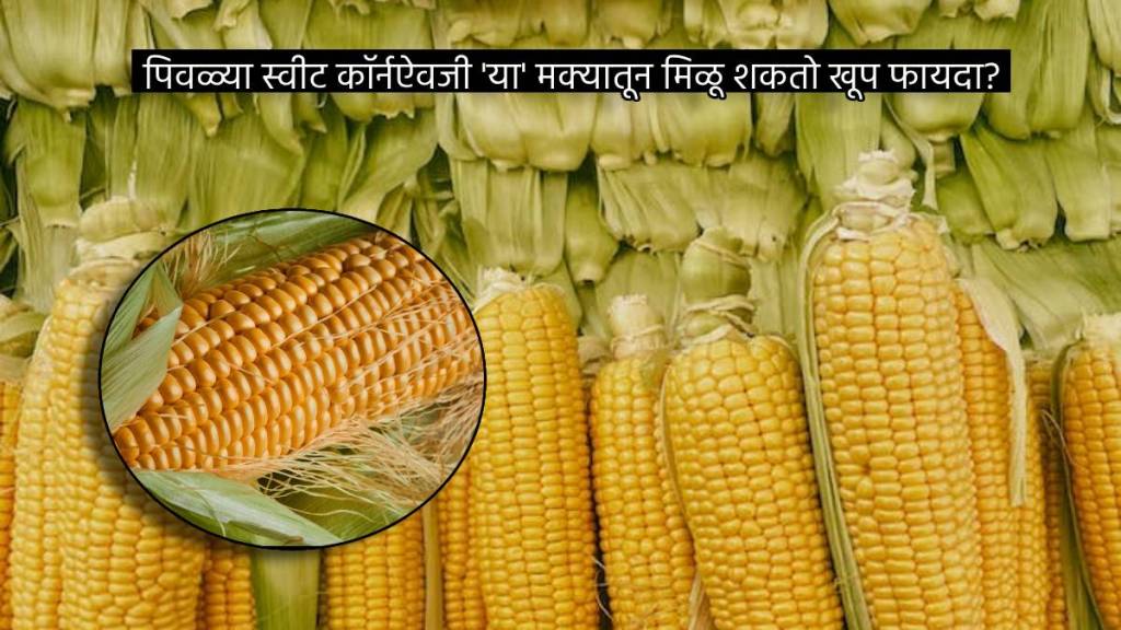 Desi Corn Or Yellow Sweet Corns Which One Gives Maximum Benefits How To eat for Weight Loss And Diabetes Patient