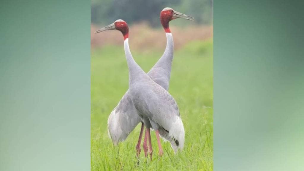 Cranes bird count Gondia Bhandara