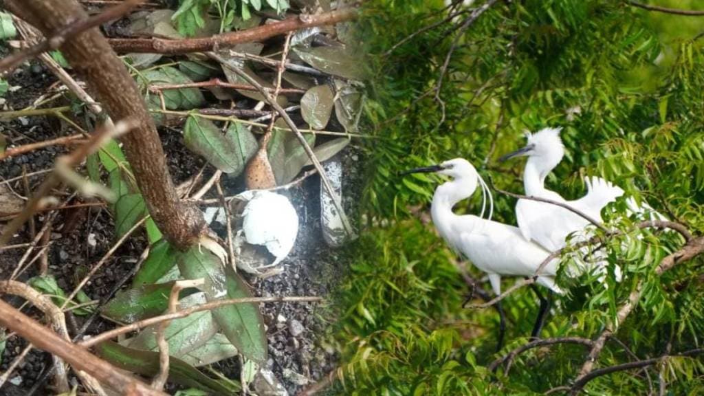 Wardha Birds nest demolished