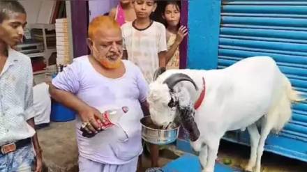 one lakh lockdown goat viral news