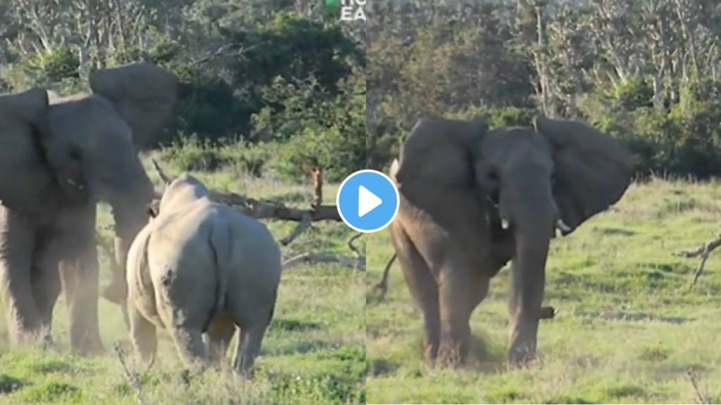 elephant and rhinoceros fight video