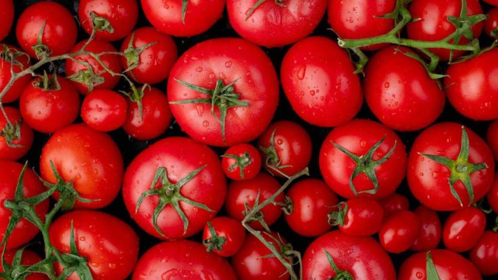 Tomato Price Hike: worlds most costliest tomato seeds worth 3 crore rupees per kg hazera genetics summer