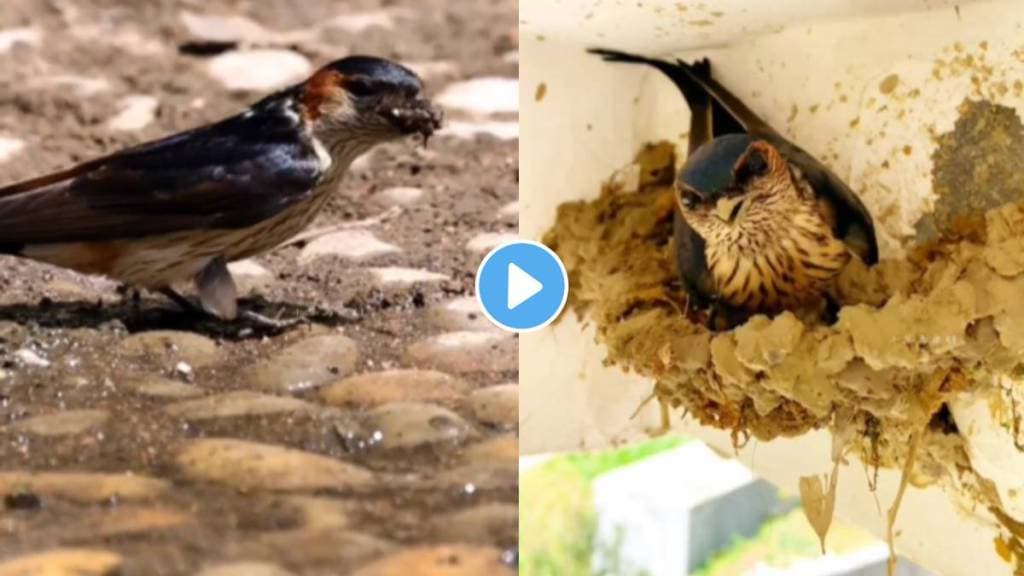 rrow building a nest video viral on social media