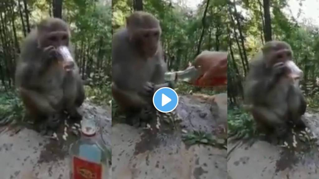 funny viral video of monkey drinking alcohol