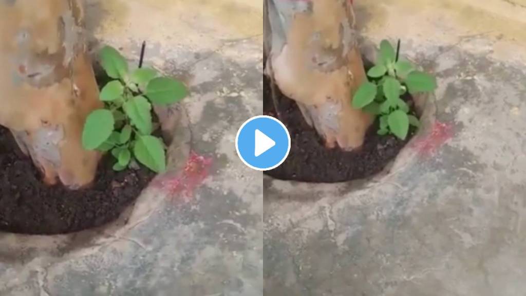 tulsi plant dance video viral