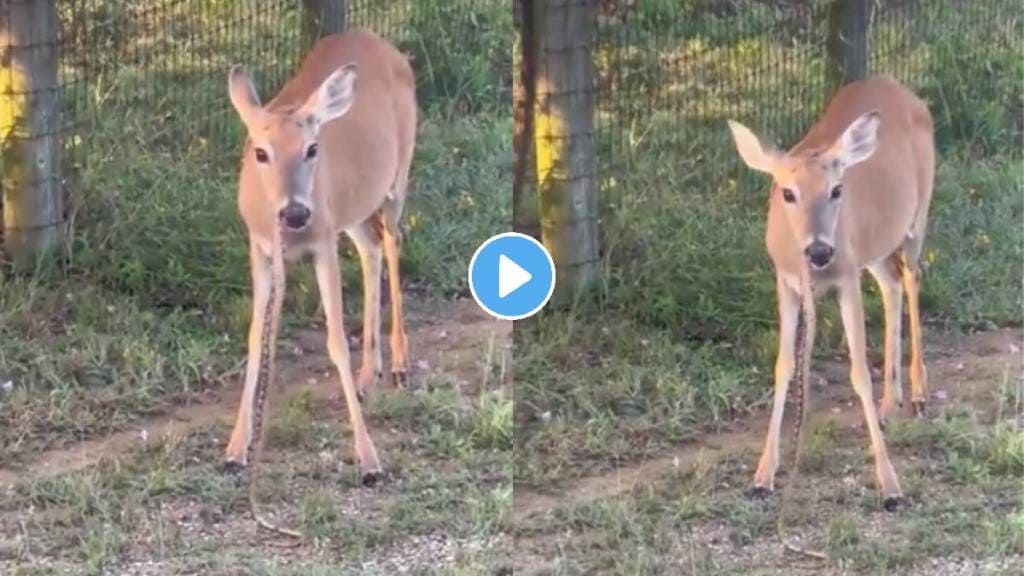 Hungry deer ate 5 feet long snake video