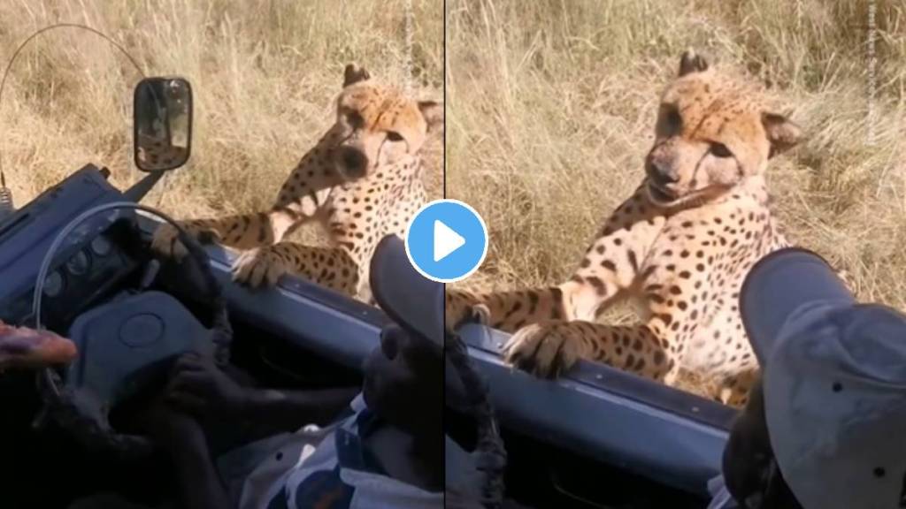 cheetah Video viral