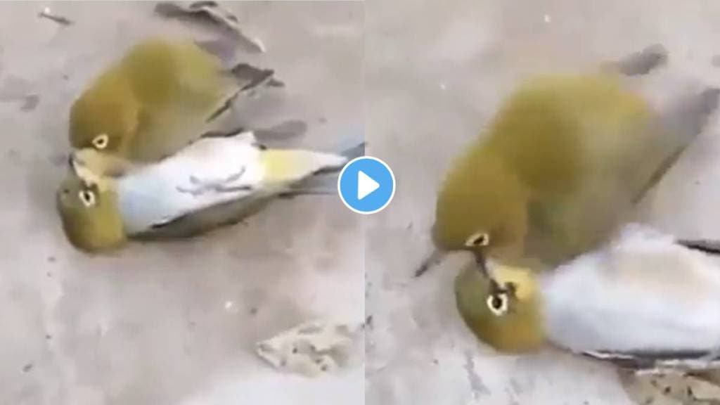 bird died after partner death emotional video viral