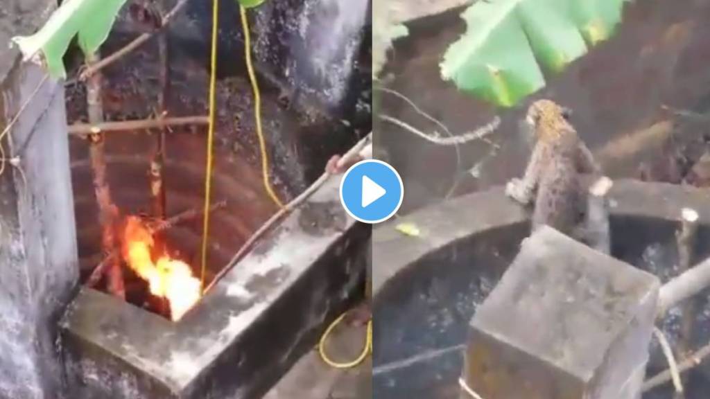 Villagers rescue leopard from well with ‘fire jugaad’ in viral video Internet is divided video viral on social media