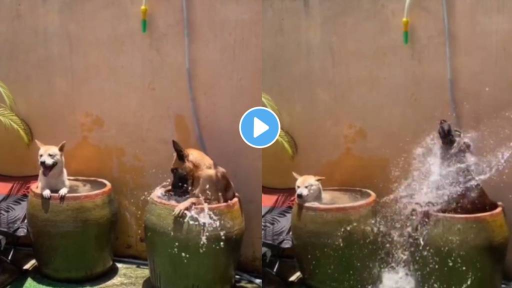 dogs jump in cold water to escape from heat