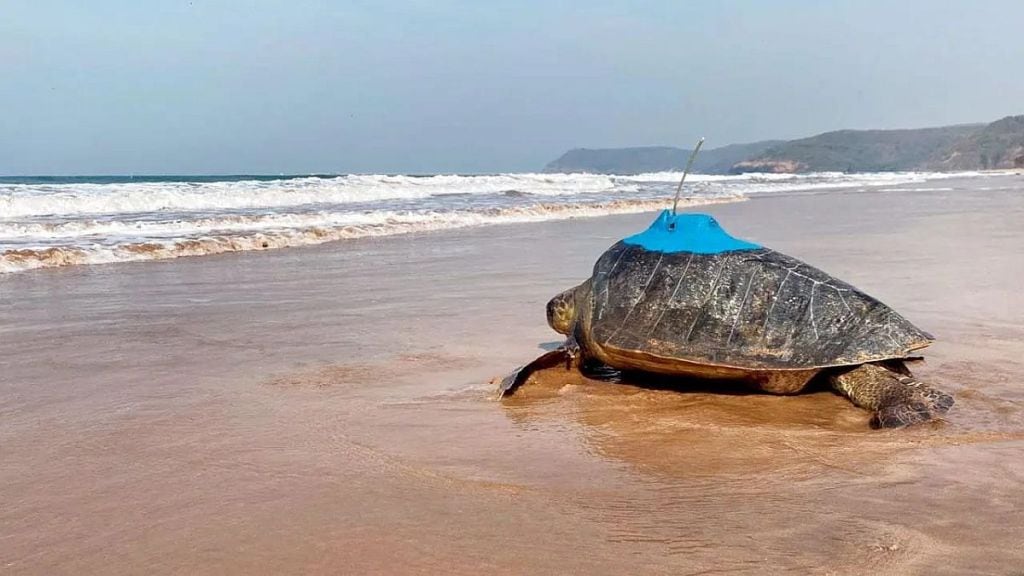 Olive Ridley Tortoise's Journey