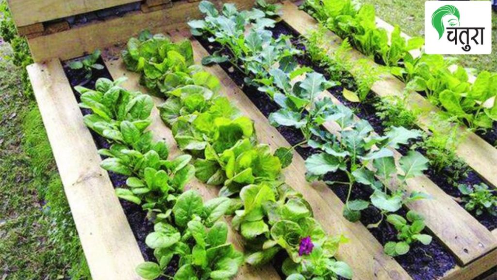 Rooftop Garden, vegetables, water, sunlight