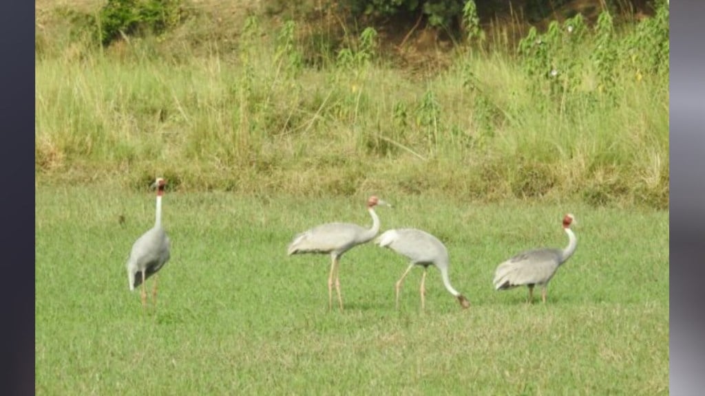 There has been a steady decline in the number of storks over the past three years