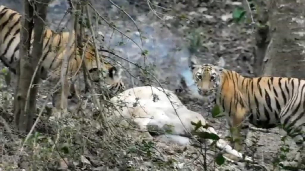 Tiger tourist center Gadchiroli