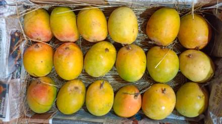 Shortage of Alphonso mangoes hit Canning Industry