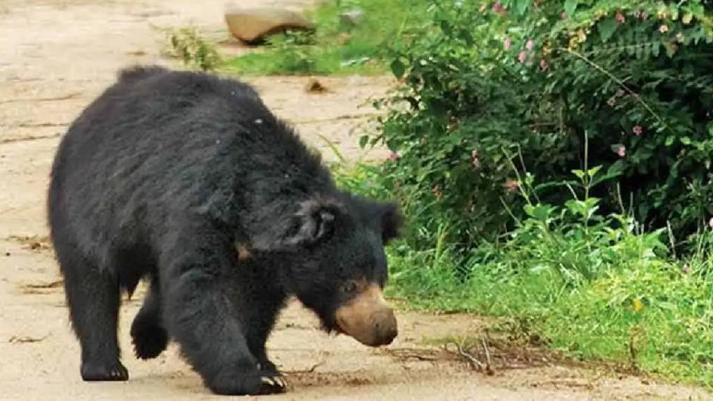 bear, Kanhalgaon sanctuary, Chandrapur, forest department