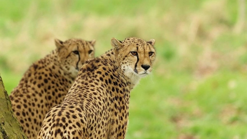 cheetahs