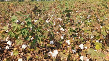 cotton in yavatmal