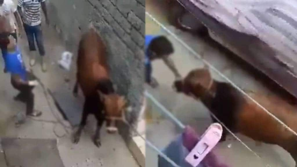 angry cow threw man on the ground video viral