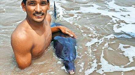 dolphin dies during treatment