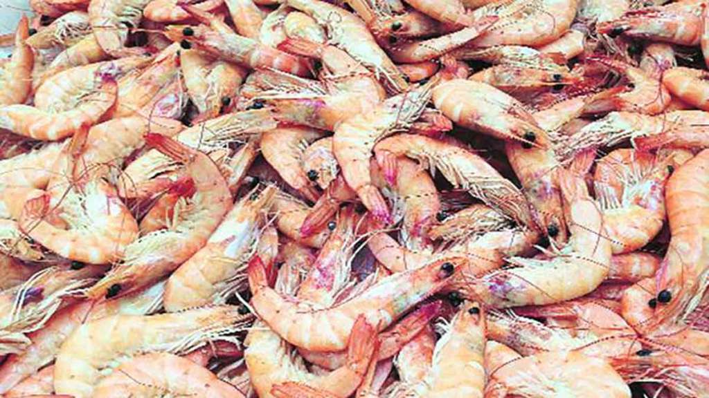 india tops in prawn export