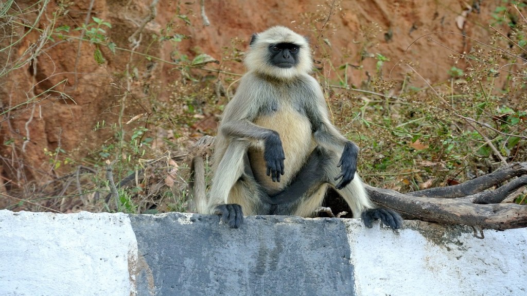 Mandgaon committee monkeys