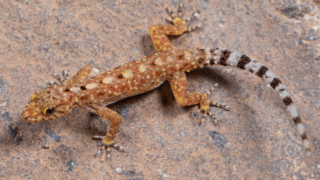 first record attractive round Iris cnemaspis gracilis lizard kolhapur