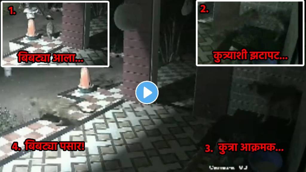 leopard attack dog cctv footage viral