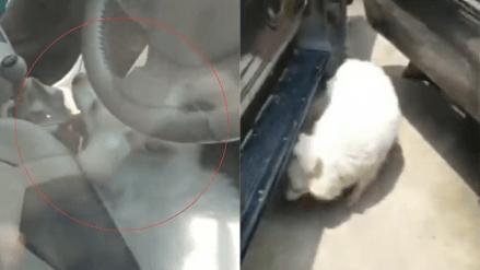 The owner locked the dog in the car and the police saved his life who was suffocating