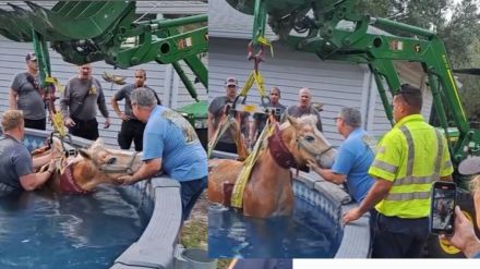 Horse Rescue Viral Video