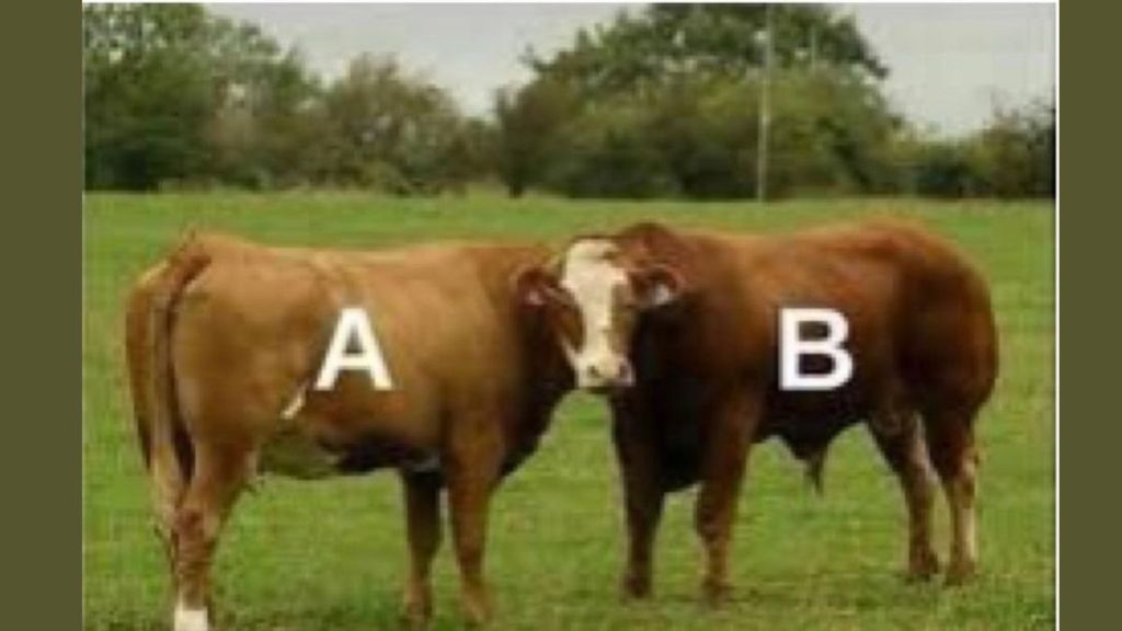 which cow head is seen in this confusing puzzle photo optical illusion