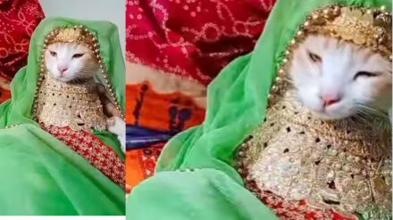 /bridal-makeup-of-cat-goes-viral-on-social-media-watch-video-