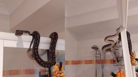 Man sitting on toilet spots tremor after seeing a massive python resting atop shower screen in Australia