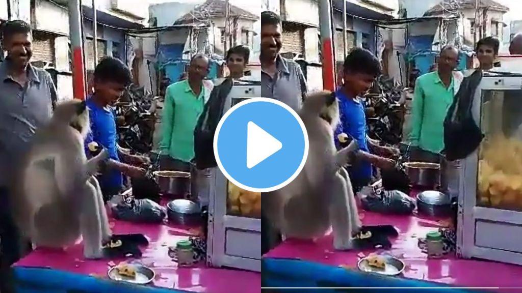 a monkey eating panipuri video goes viral in gujarat