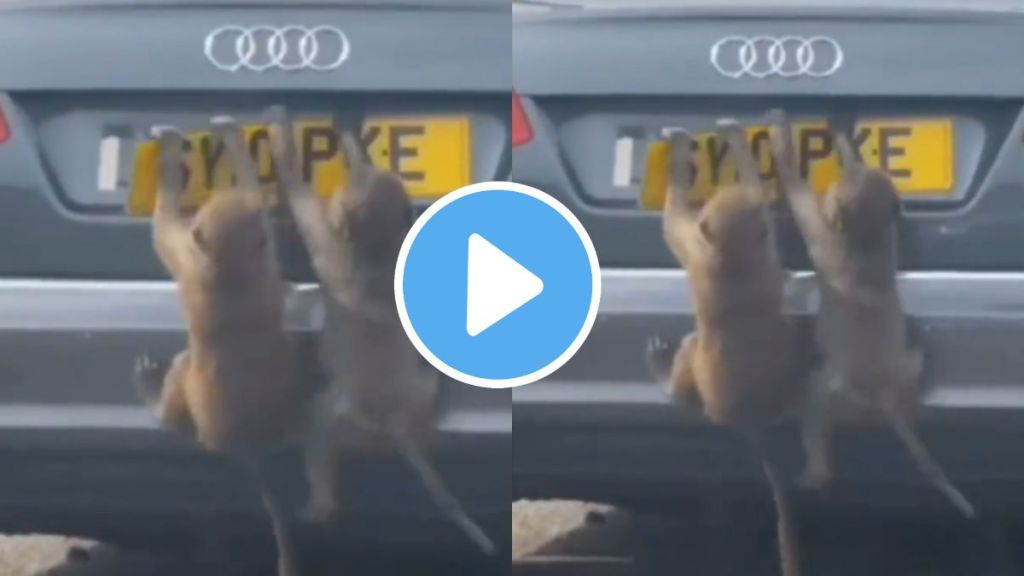 monkey make noise and destroy audi car parts video goes viral