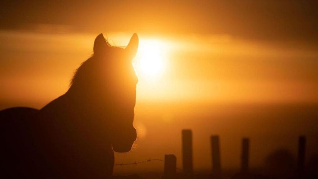 optical illusion is a horse looking towards us or sun puzzle photo goes viral