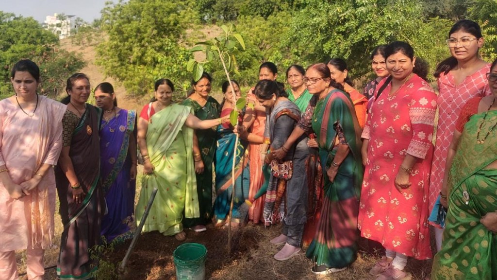 plantation of trees