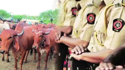 manmad police seized 45 animals