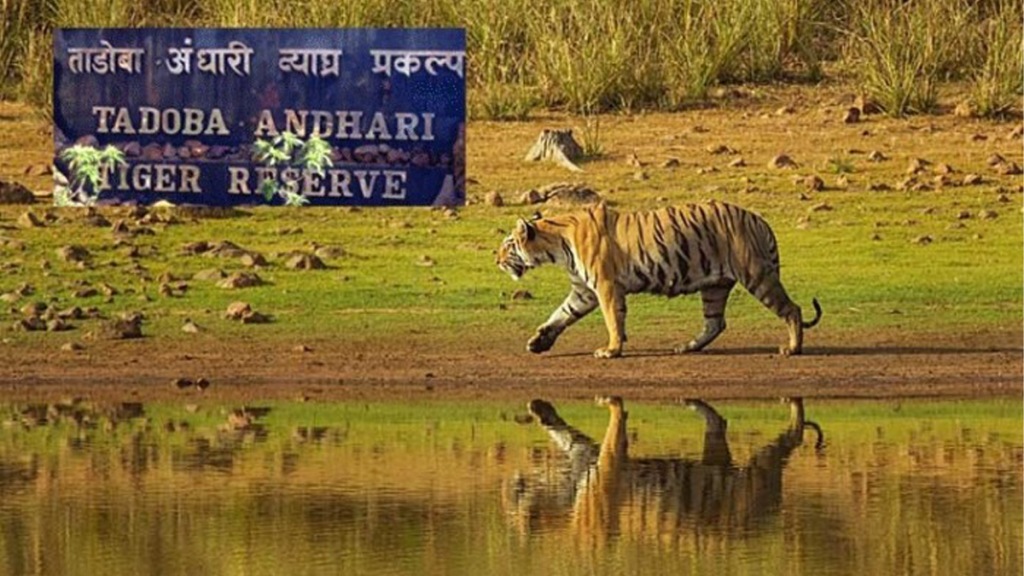 chandrapur Tadoba planning battery powered vehicles tourism pollution