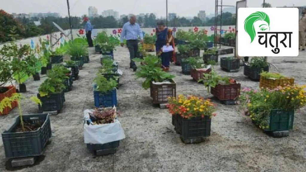 Terrace Garden, tubers, Cultivation