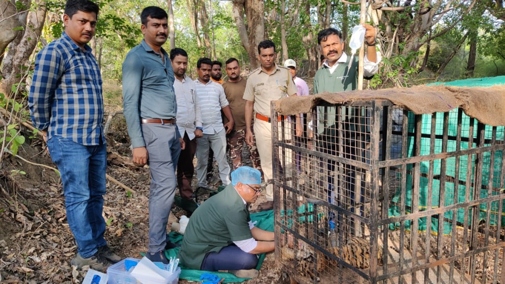 orphaned tigress calf gorewada sick nagpur