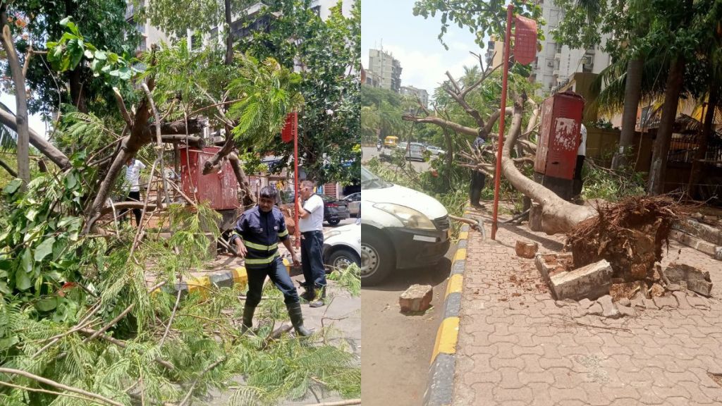 tree fall in navi mumbai