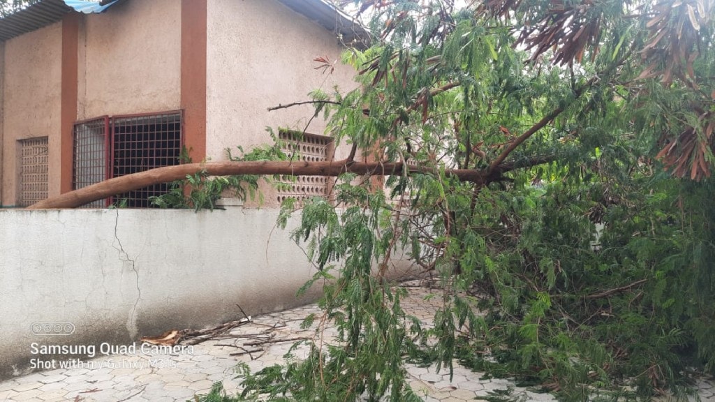 trees fell due to heavy rain in navi mumbai