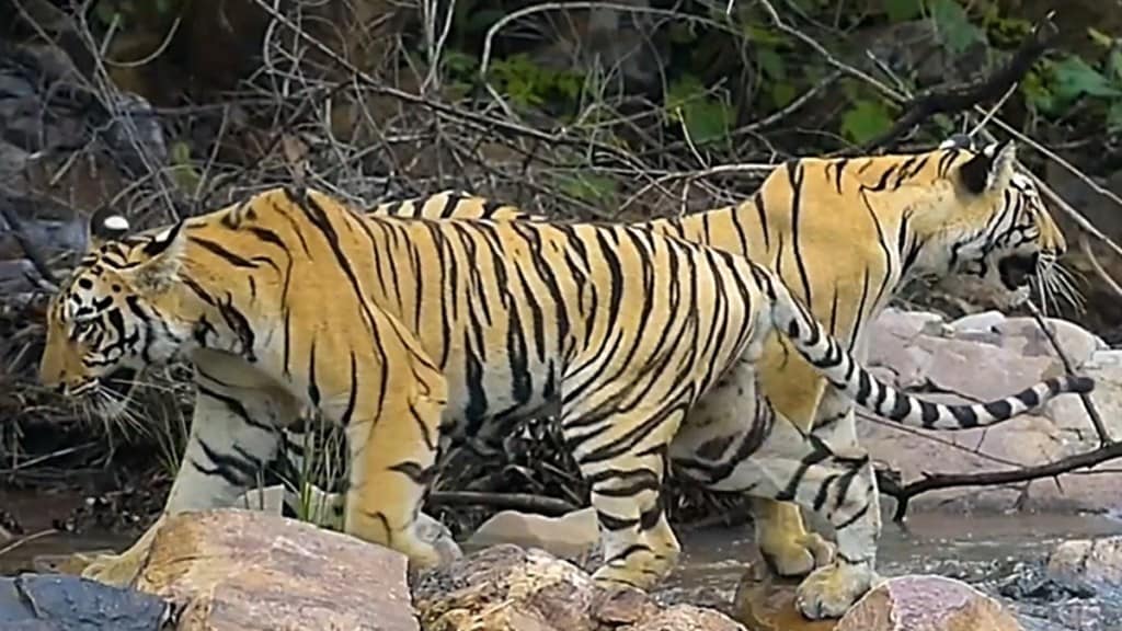 three calves, bhanuskhindi, T -17 tigress, enjoying, rainy season, Tadoba